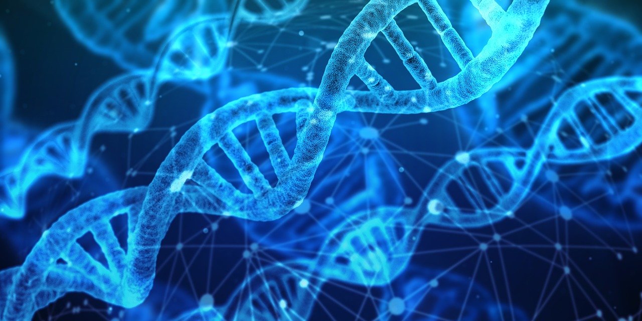 dna-g3bc8398d3_1280.jpg
